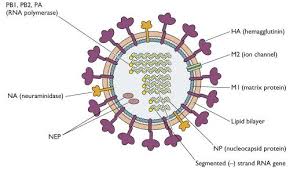 What is Influenza